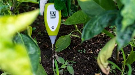 zz plant moisture meter level|how to water a zz plant.